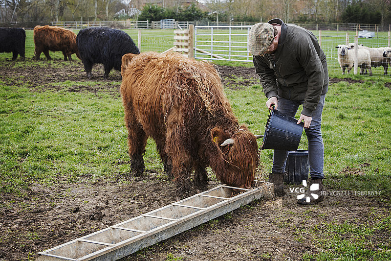 男人在田地里为一群高地牛装满饲料槽图片素材