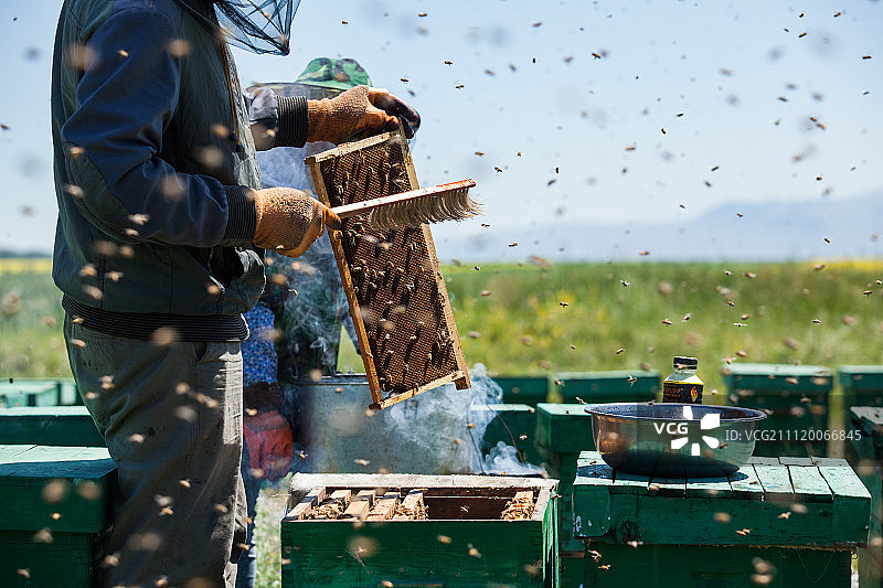 养蜂人图片素材