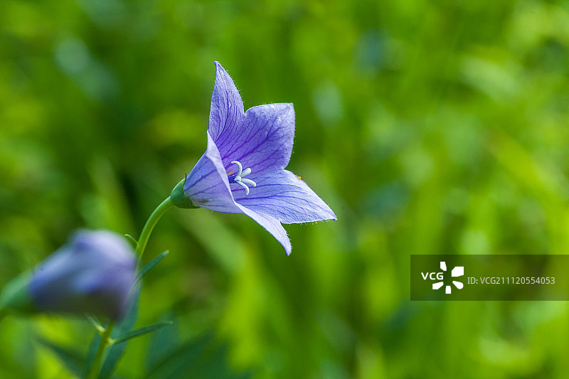桔梗花图片素材
