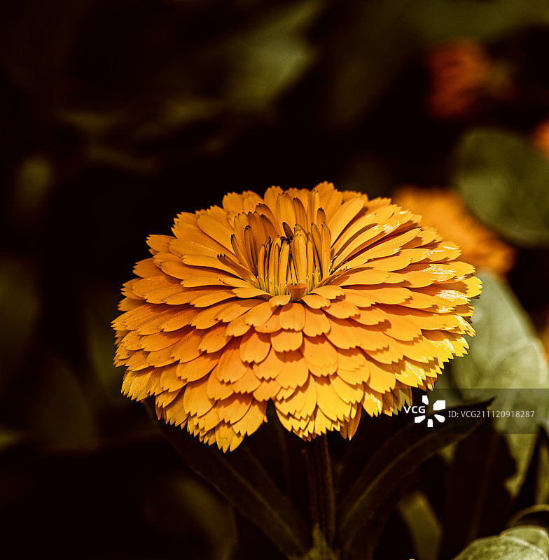 美丽金盏花图片素材