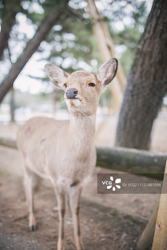 奈良小鹿图片素材