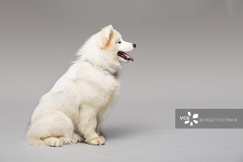 萨摩耶犬影棚侧面照图片素材