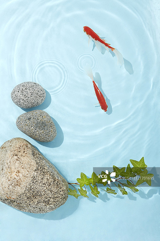 两条金鱼图片素材