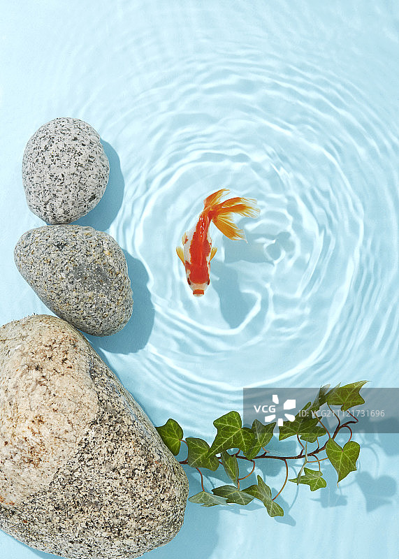 游动的金鱼图片素材