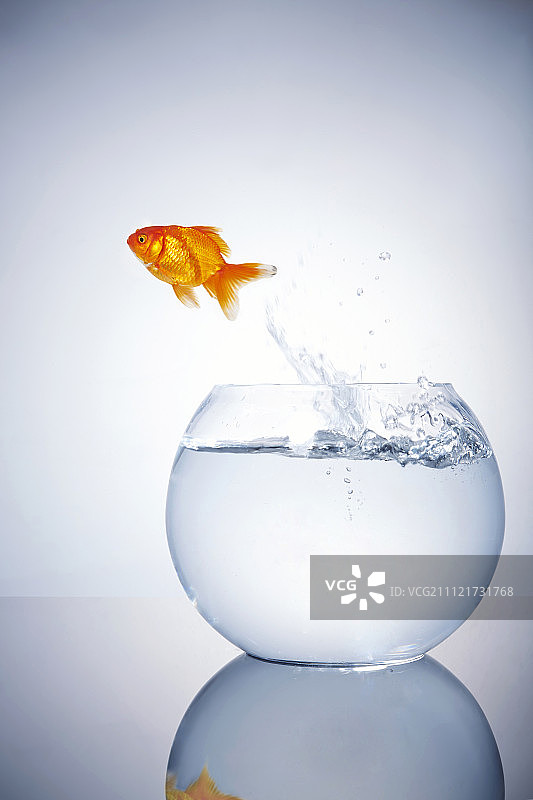 从鱼缸跳出的金鱼图片素材