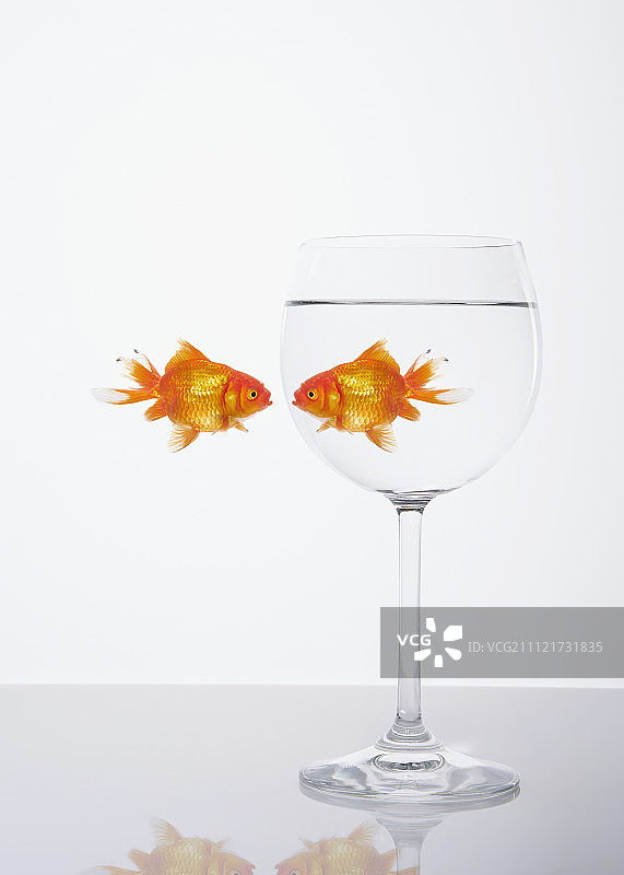 两条面对面的金鱼图片素材