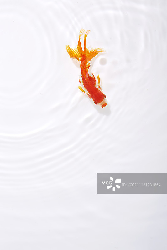 游动的金鱼图片素材