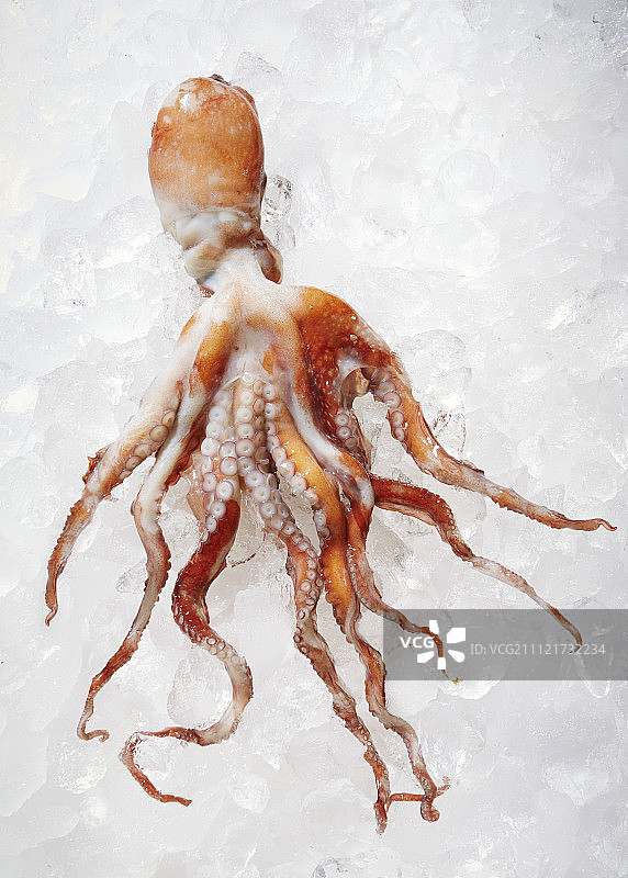 冰镇章鱼图片素材