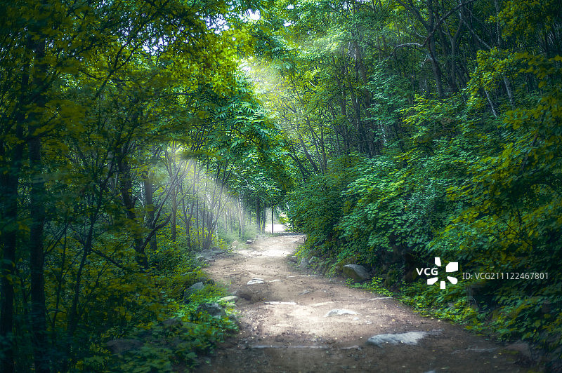 绿色森林图片素材