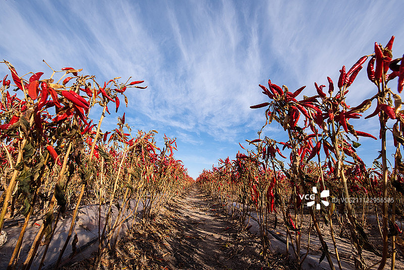 红辣椒田图片素材