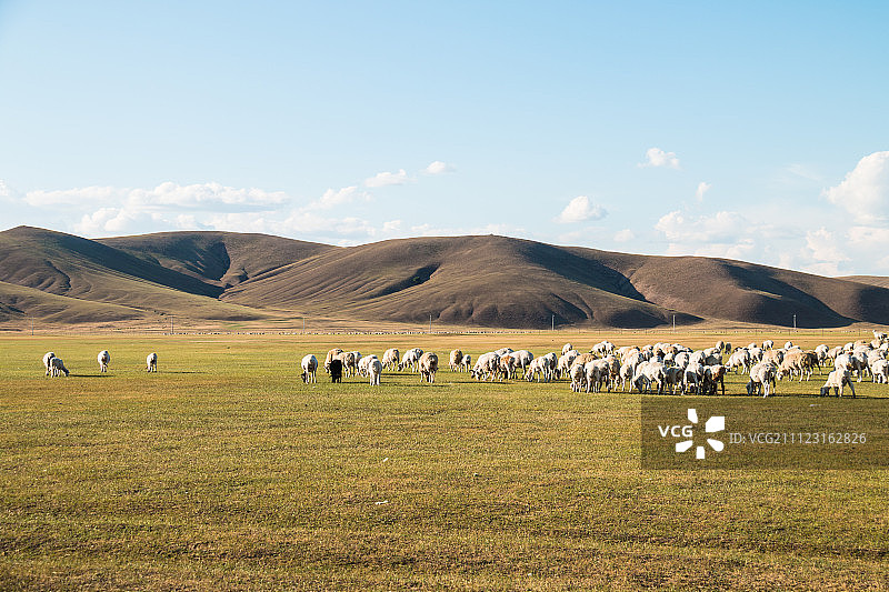 呼伦贝尔草原上的羊群图片素材