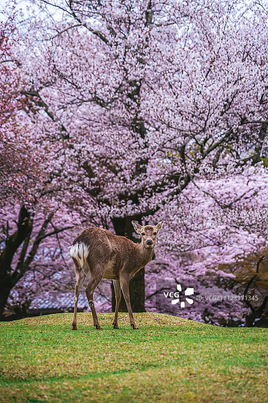 奈良公园图片素材