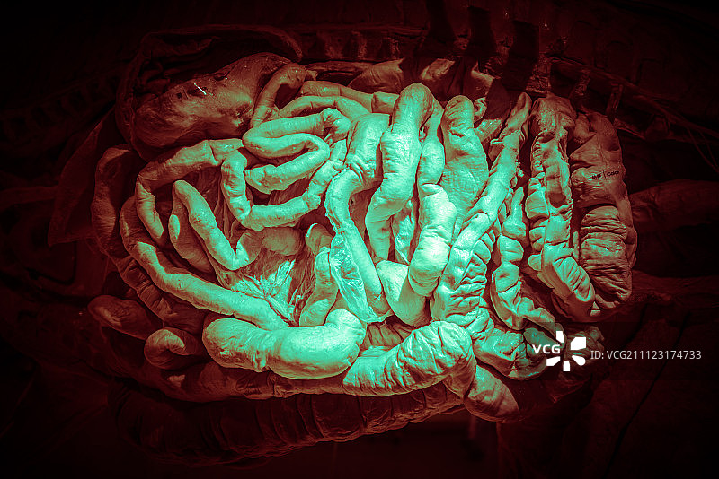 肠子图片素材