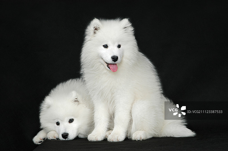 萨摩耶犬图片素材