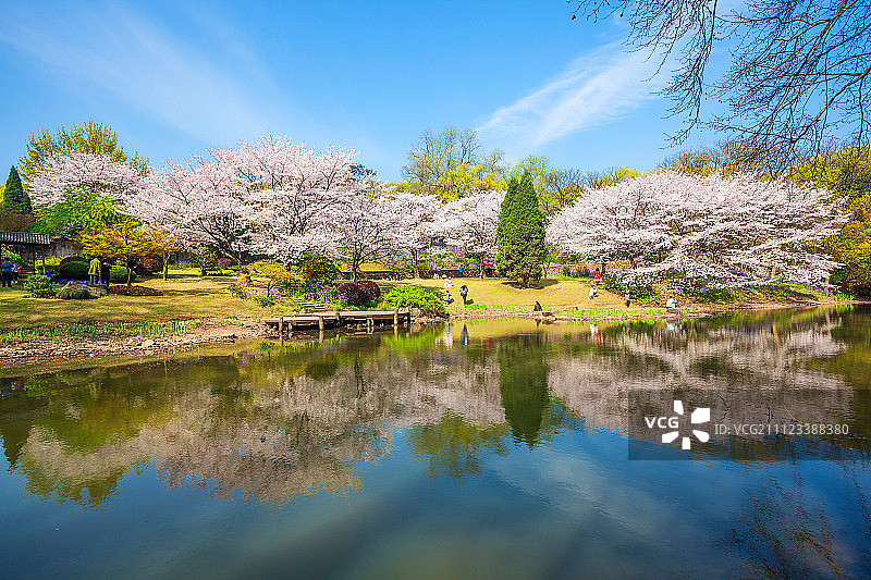 江苏省无锡太湖鼋头渚樱花图片素材