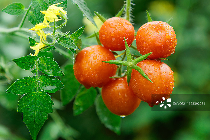 西红柿图片素材