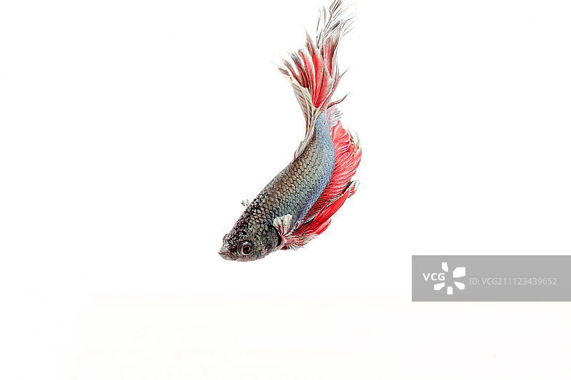 泰国斗鱼图片素材