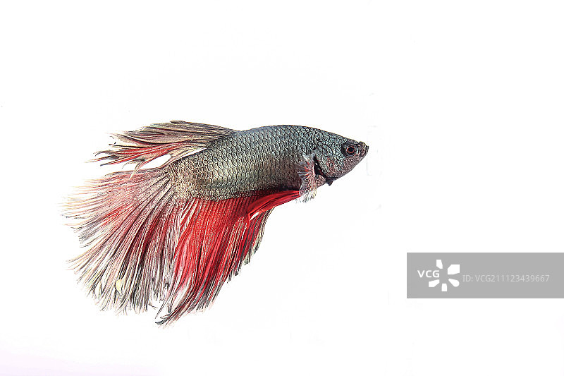 泰国斗鱼图片素材