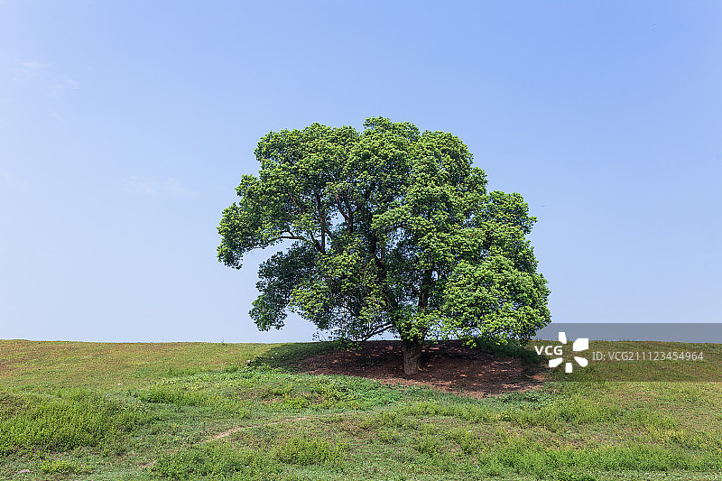 夏天草场上的一颗大树图片素材