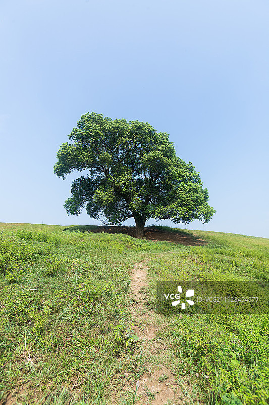 夏天草场上的一颗大树图片素材