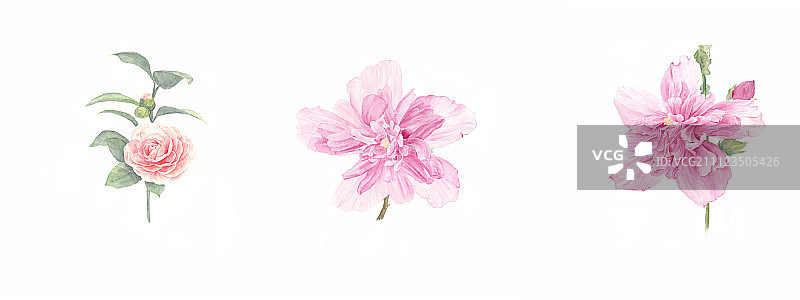 木槿与茶花图片素材