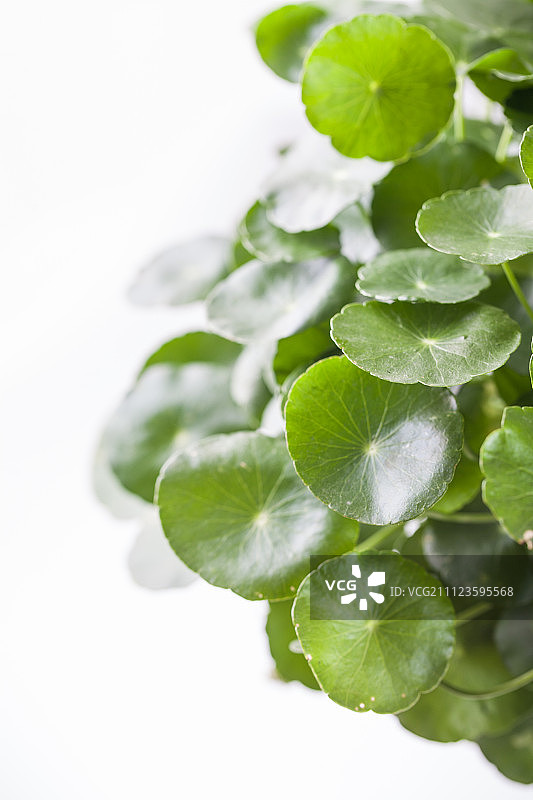 大铜钱草棚拍白底素材留白图片素材