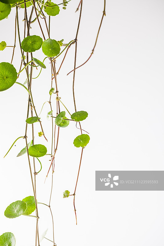 大铜钱草棚拍白底素材留白图片素材
