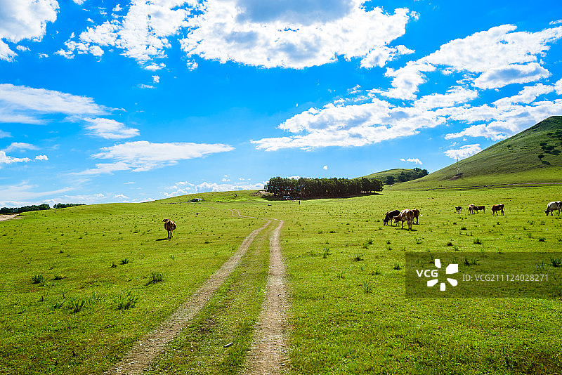 草原上的车辙图片素材
