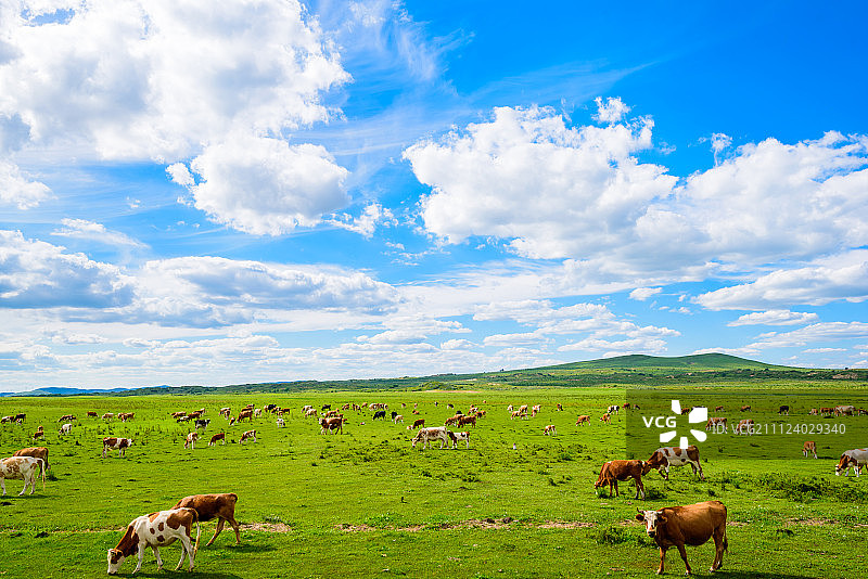 牛群在蓝天白云下的草原上吃草图片素材