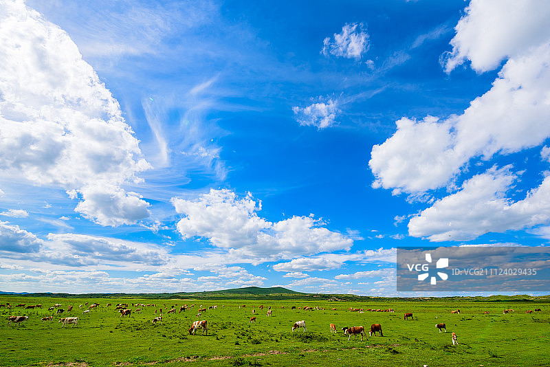 牛群在蓝天白云下的草原上吃草图片素材