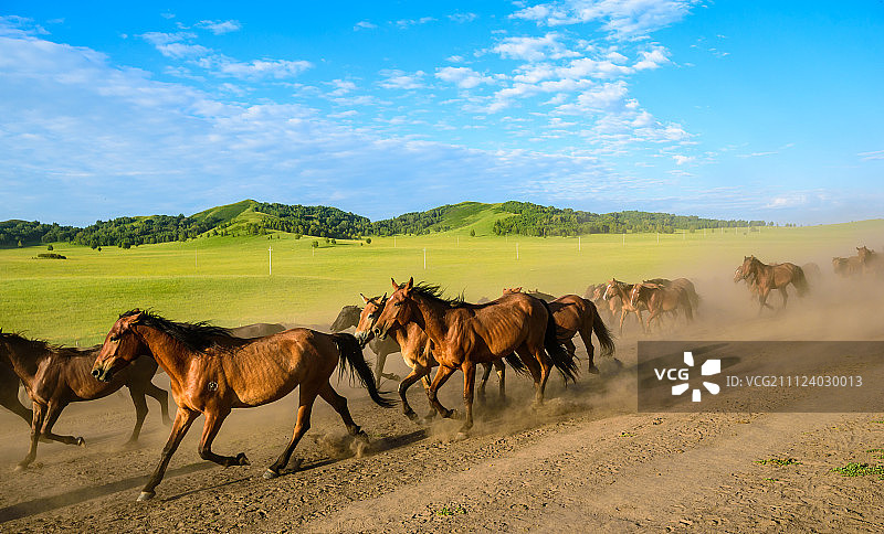 万马奔腾图片素材