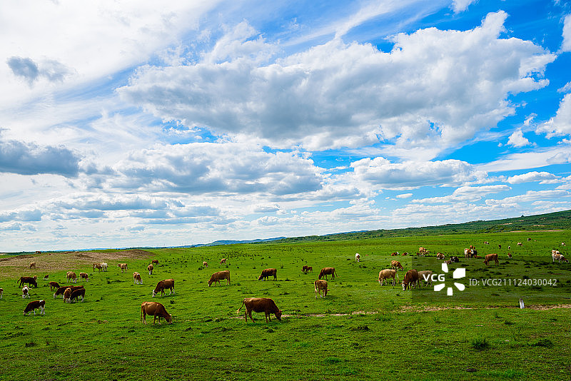 牛群在蓝天白云下的草原上吃草图片素材