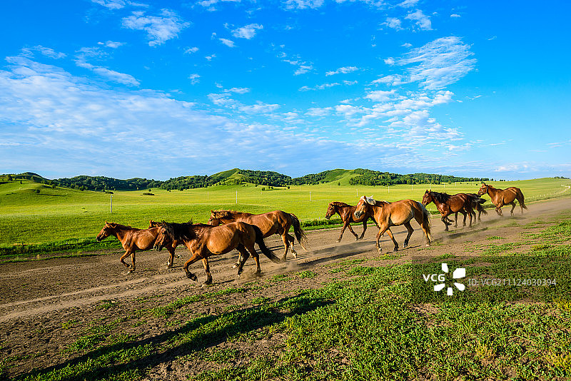 万马奔腾图片素材