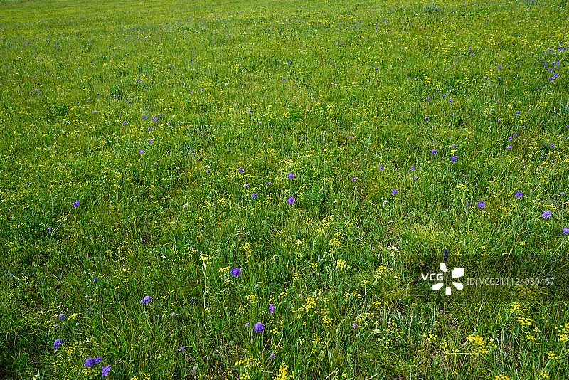 绿色的大草原图片素材