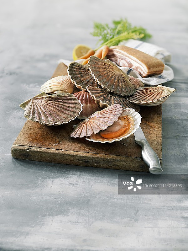 带壳扇贝图片素材