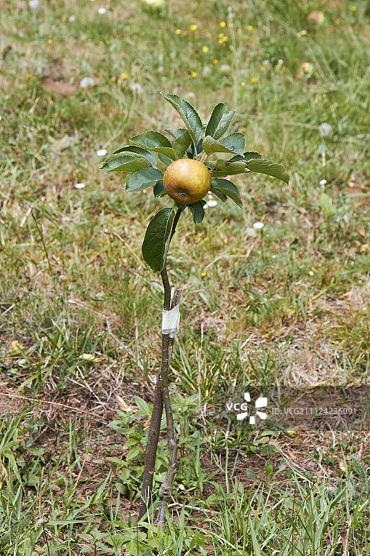 非常年轻的苹果树图片素材