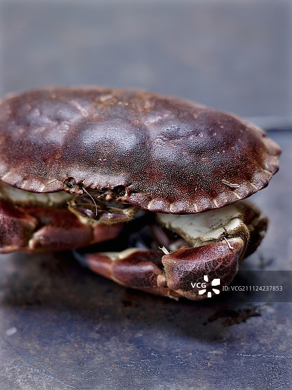 可食用螃蟹图片素材