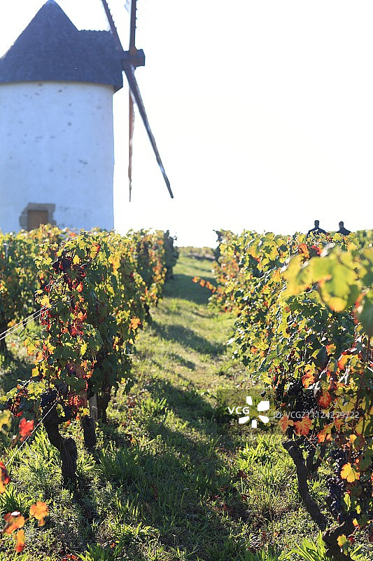 旺代穆拉庄园葡萄园中的罗斯奈白磨坊图片素材