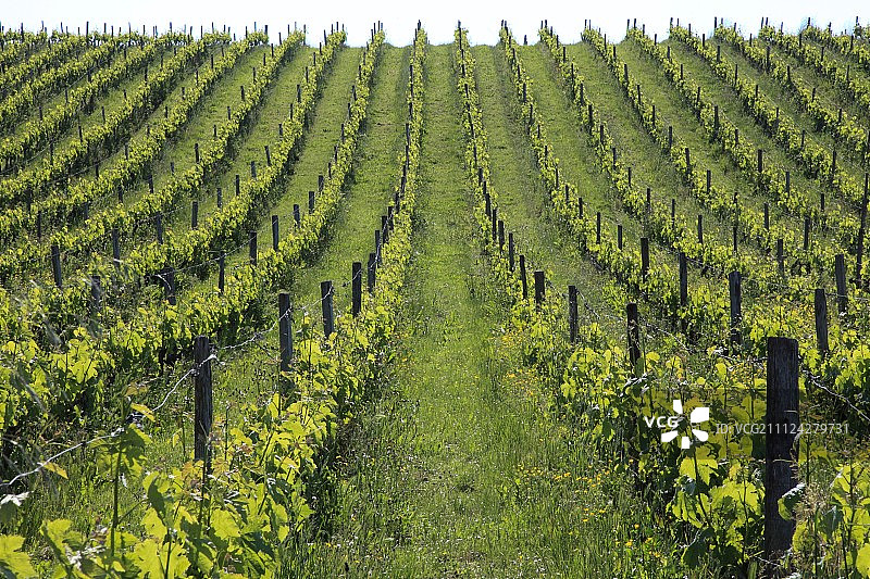 旺代地区的有机葡萄藤，普里厄雷拉肖姆图片素材