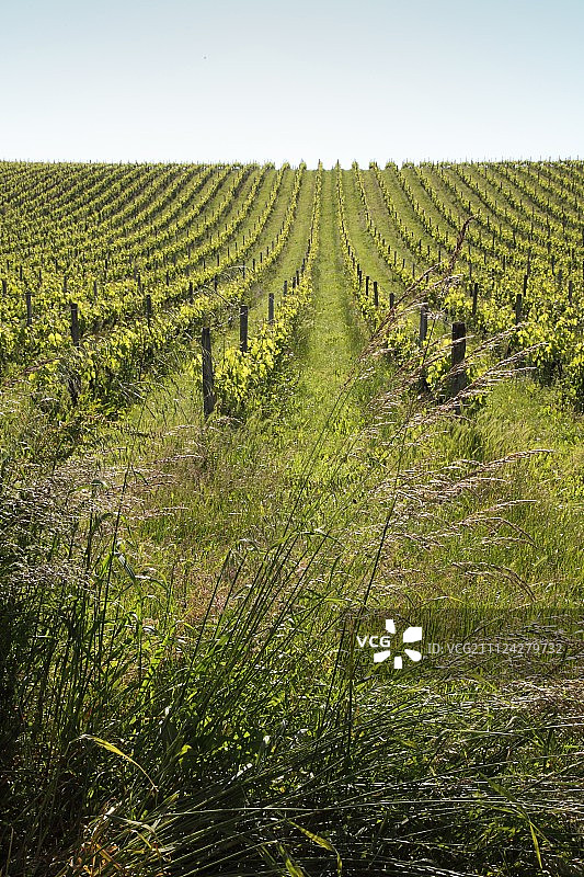 旺代地区的有机葡萄藤，普里厄雷拉肖姆图片素材