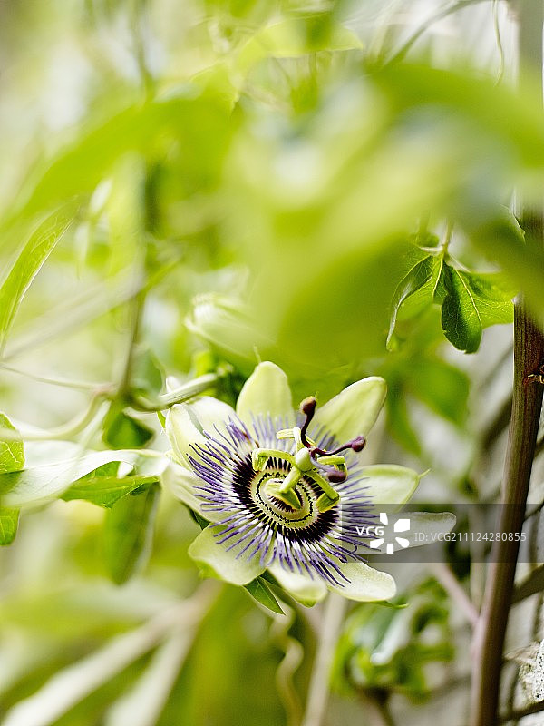 百香果花图片素材