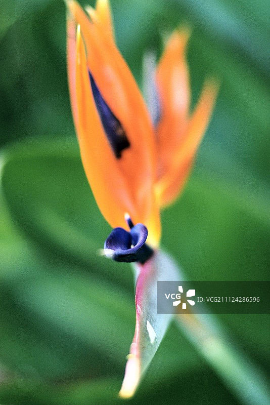 盛开的天堂鸟特写图片素材