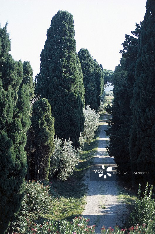 科隆纳庄园250年历史的柏树大道景观图片素材