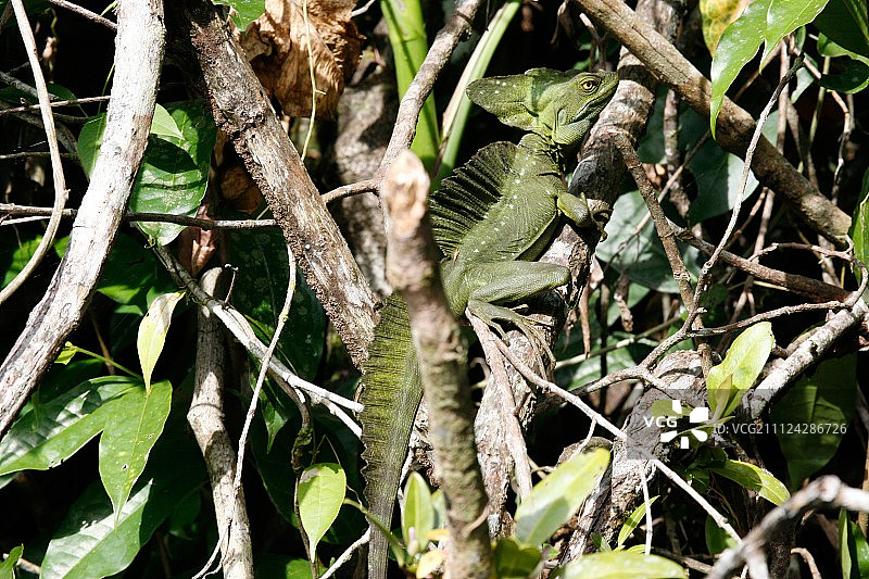 树枝上的绿罗勒蜥蜴图片素材
