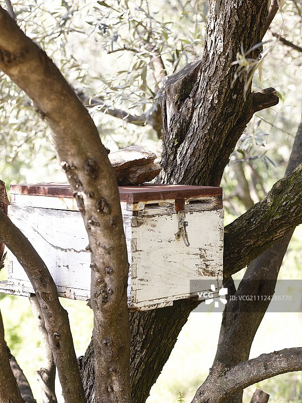 树上的蜂箱，位于希腊马格尼西亚东部的佩利翁山图片素材