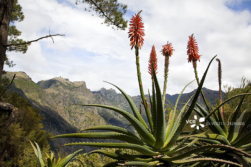 葡萄牙马德拉群岛可以俯瞰群山的芦荟图片素材