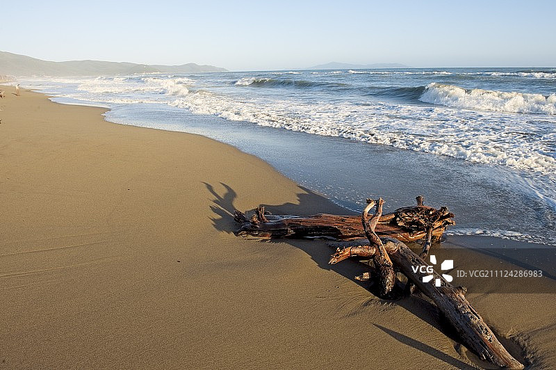 意大利马雷玛阿尔贝塞滨海的枯树干图片素材