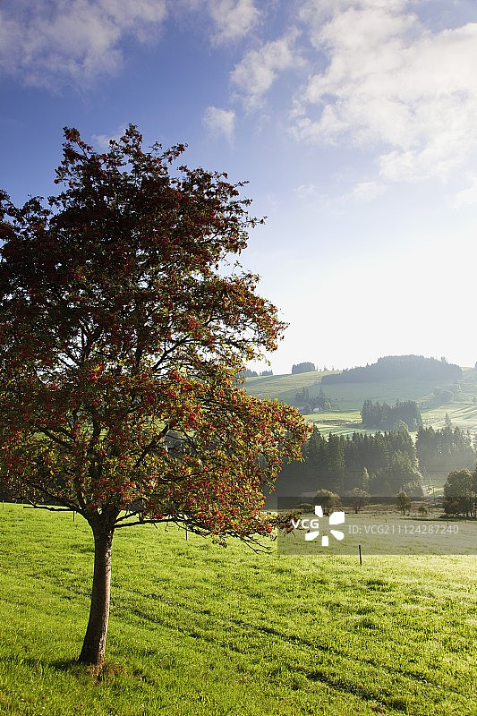 夏季德国黑森林中的野猪灰树和山丘景色图片素材