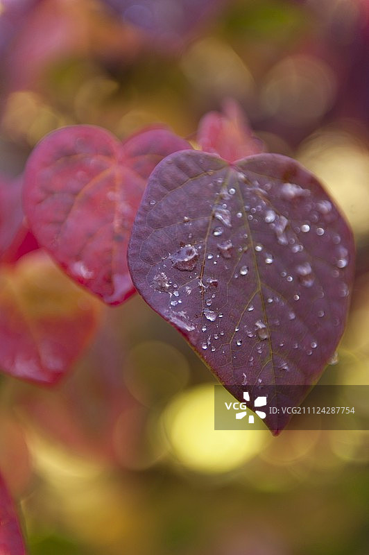 落叶树红叶上水珠的特写图片素材