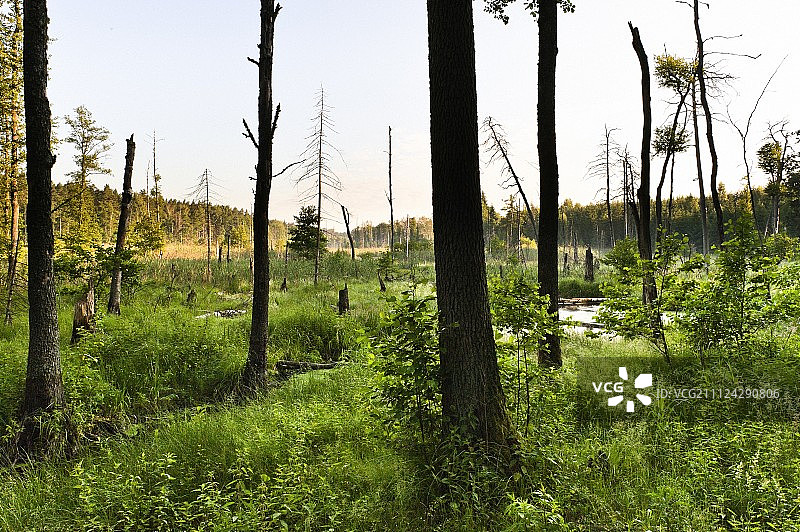 波兰瓦尔米亚-马祖里米科瓦伊基的森林景色图片素材